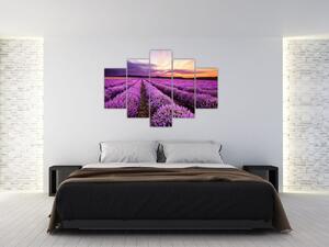 Levanduľové pole, obrazy (Obraz 150x105cm)