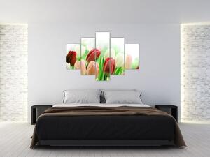 Tulipány, obraz (Obraz 150x105cm)