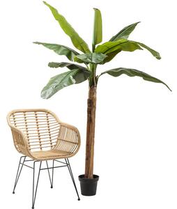 Banana dekoratívna rastlina 190 cm