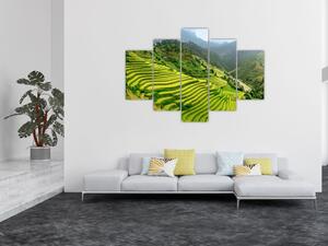 Obraz vinice (Obraz 150x105cm)