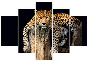 Leopard, obraz (Obraz 150x105cm)