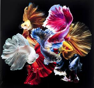 Colorful Swarm Fish sklenený obraz viacfarebný