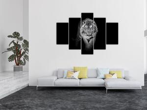 Čiernobiely lev - obraz (Obraz 150x105cm)