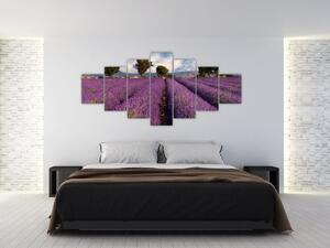 Obraz levanduľového pole (Obraz 210x100cm)