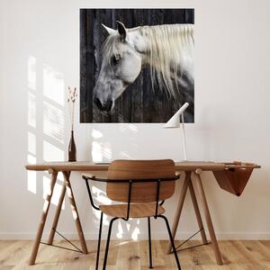 INSPIO-textilná prelepiteľná nálepka - Nálepky na stenu - Biely kôň