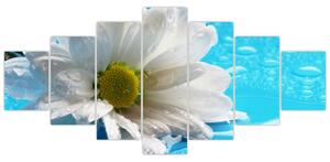 Obraz kvetu margaréty (Obraz 210x100cm)