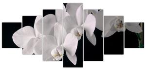 Obraz - biele orchidey (Obraz 210x100cm)