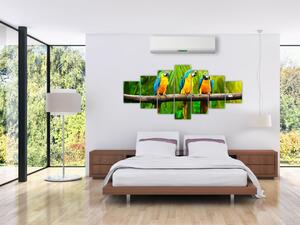 Moderný obraz - papagáje (Obraz 210x100cm)