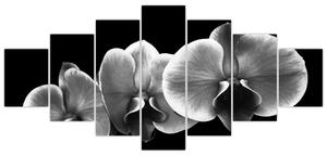 Čiernobiely obraz - orchidea (Obraz 210x100cm)