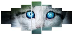 Obraz mačky, žiarivé oči (Obraz 210x100cm)