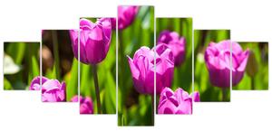 Obraz kvitnúcich tulipánov (Obraz 210x100cm)