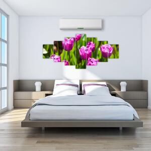 Obraz kvitnúcich tulipánov (Obraz 210x100cm)