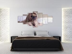 Obraz - pes v deke (Obraz 210x100cm)
