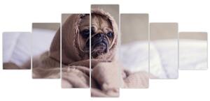Obraz - pes v deke (Obraz 210x100cm)