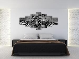 Obraz - zebry (Obraz 210x100cm)