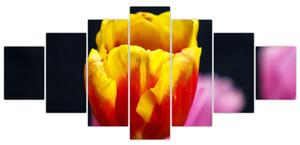 Obraz tulipánu (Obraz 210x100cm)