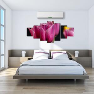Tulipány - obrazy (Obraz 210x100cm)