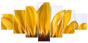 Obraz kvetu slnečnice (Obraz 210x100cm)
