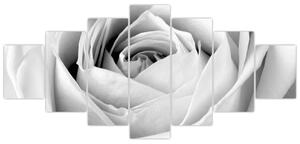 Čiernobiely obraz ruže (Obraz 210x100cm)