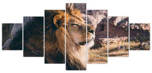 Obraz - ležiaci lev (Obraz 210x100cm)
