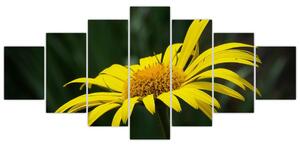 Obraz žltého kvetu (Obraz 210x100cm)