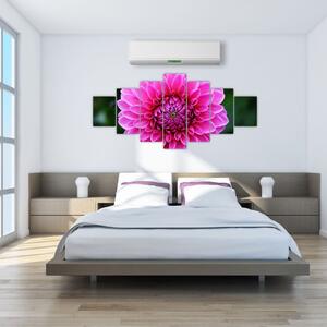 Obraz ružového kvetu (Obraz 210x100cm)