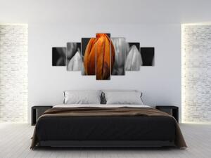 Oranžový tulipán medzi čiernobielymi - obraz (Obraz 210x100cm)
