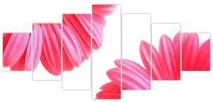 Obraz kvetín - astra (Obraz 210x100cm)