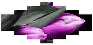 Obraz fialových tulipánov (Obraz 210x100cm)