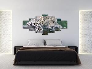 Obraz leopard (Obraz 210x100cm)