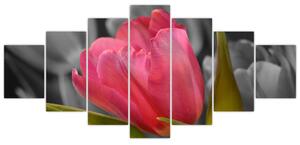 Obraz červeného tulipánu na čiernobielom pozadí (Obraz 210x100cm)