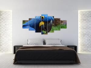 Obraz - papagáj (Obraz 210x100cm)