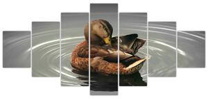 Obraz - kačice vo vode (Obraz 210x100cm)