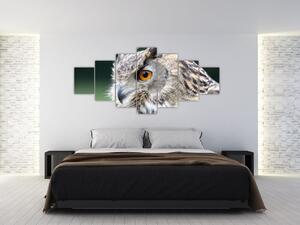 Vyzerajúce sova - obraz (Obraz 210x100cm)