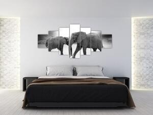 Obraz - slony (Obraz 210x100cm)