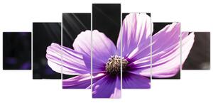 Obraz fialového kvetu (Obraz 210x100cm)