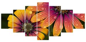 Obraz kvetín (Obraz 210x100cm)