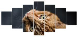 Moderný obraz - mačky (Obraz 210x100cm)