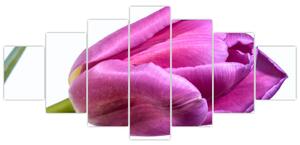 Obraz ružového tulipánu (Obraz 210x100cm)