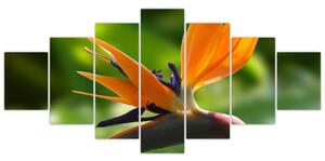 Detail kvetu - obraz (Obraz 210x100cm)