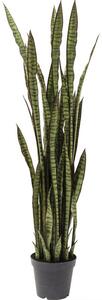 Sansewieria dekoratívna rastlina 155 cm