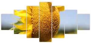 Obraz slnečnica (Obraz 210x100cm)