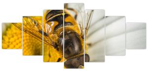 Obraz - detail včely (Obraz 210x100cm)