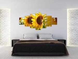 Obraz slnečníc na stenu (Obraz 210x100cm)