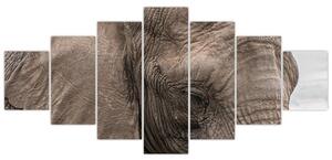 Obraz slona (Obraz 210x100cm)
