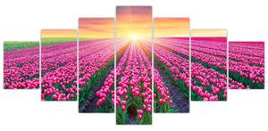 Obraz - polia kvetov (Obraz 210x100cm)