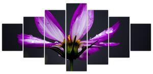 Obraz - kvety (Obraz 210x100cm)