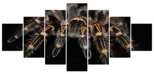 Obraz - Tarantula (Obraz 210x100cm)