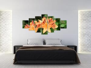 Oranžové kvety (Obraz 210x100cm)