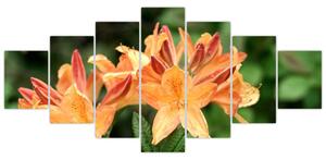 Oranžové kvety (Obraz 210x100cm)